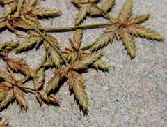 Cyperus sphaerospermus