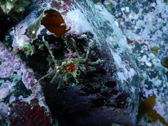 Eurypodius longirostris