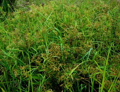 Cyperus sphaerospermus