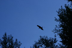 Buteo buteo