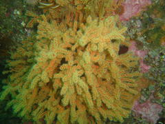 Melithaea rubra