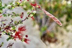 Calliandra californica