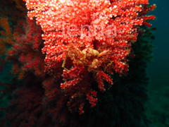 Achaeopsis spinulosa