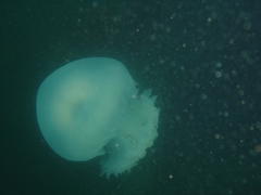 Eupilema inexpectata