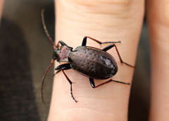 Carabus linnaei