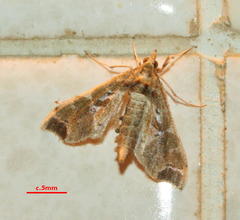 Leucinodes laisalis