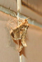 Leucinodes laisalis