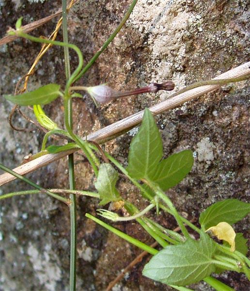 Ceropegia swaziorum