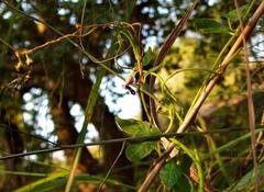 Ceropegia swaziorum