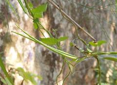 Ceropegia swaziorum image