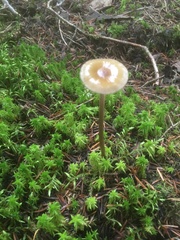 Phaeonematoloma myosotis