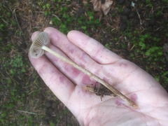 Phaeonematoloma myosotis
