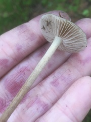Phaeonematoloma myosotis