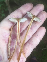 Phaeonematoloma myosotis