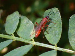 Pachysomoides fulvus