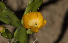 Opuntia elata