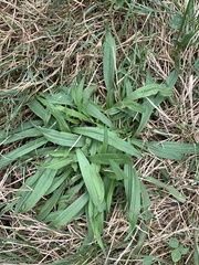 Plantago lanceolata