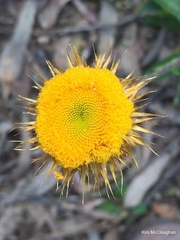 Leucochrysum albicans