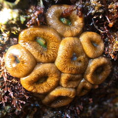 Palythoa