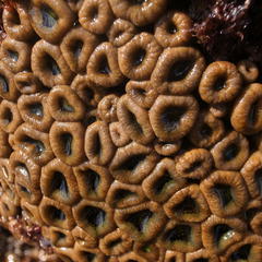 Palythoa