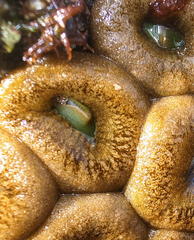 Palythoa