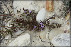 Limonium scabrum scabrum