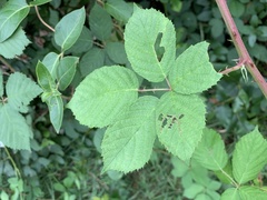 Rubus
