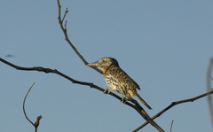 Nystalus maculatus
