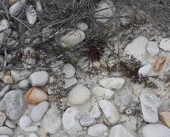 Limonium scabrum scabrum