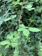 Rubus