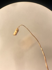 Distichium inclinatum