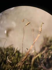 Distichium inclinatum