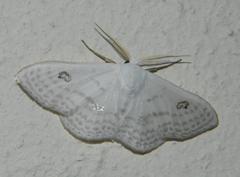 Problepsis digammata