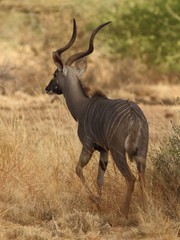 Tragelaphus imberbis