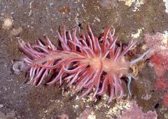 Phyllodesmium horridum