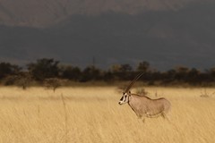 Oryx beisa beisa