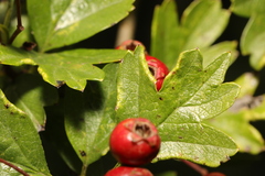 Phyllocoptes goniothorax