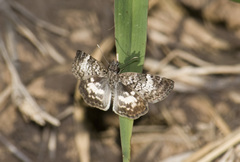 Chiomara asychis