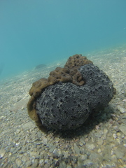 Irciniidae