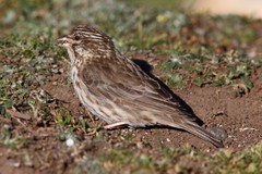 Crithagra ankoberensis