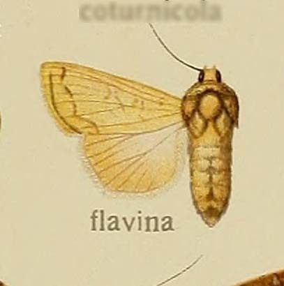 Dichagyris flavina