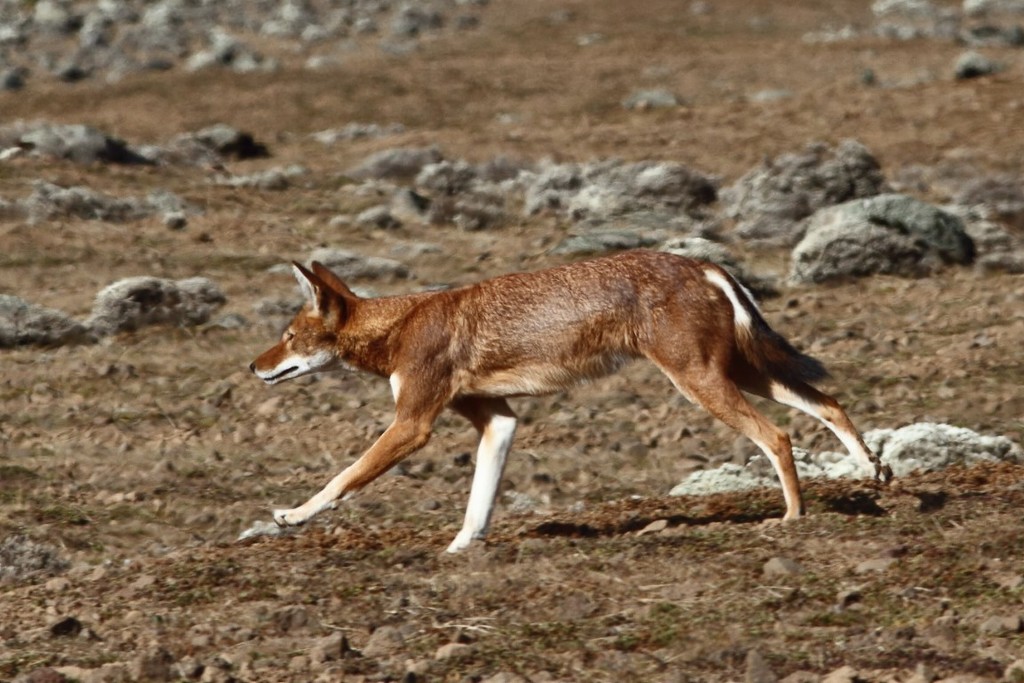 Canis simensis, Bale, Oromia, Ethiopia, by markuslilje
