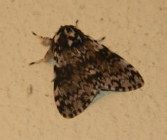 Lymantria kettlewelli