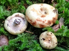 Lactarius intermedius