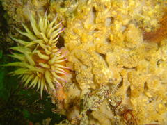Pseudactinia flagellifera