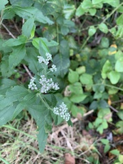 Eupatorium