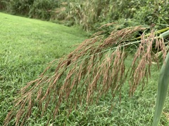 Poaceae