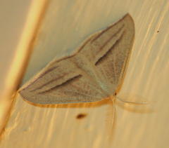 Chlorerythra rubriplaga