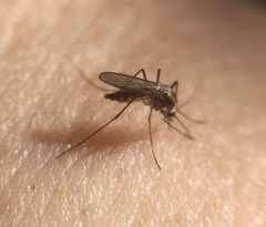 Aedes trivittatus