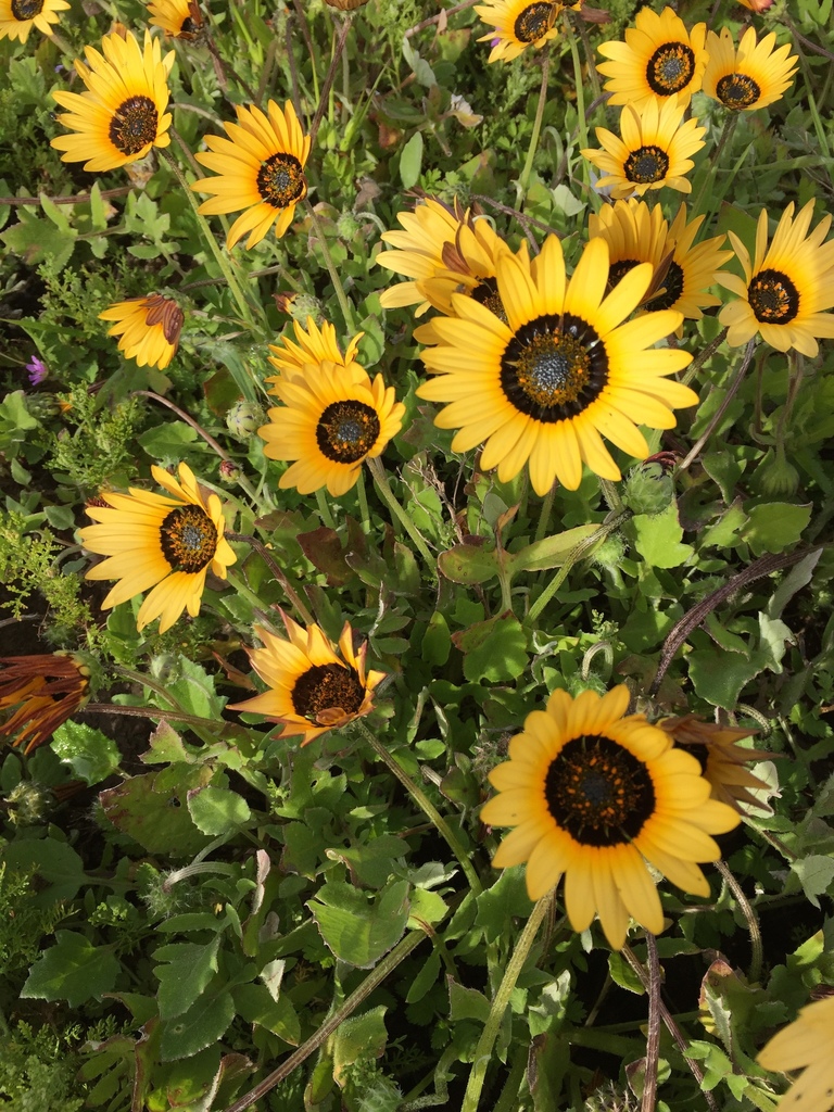 Capeweed from West Coast, ZA-WC-WC, ZA-WC, ZA on August 31, 2021 at 09: ...